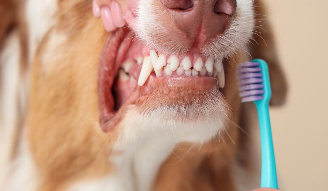 How to Solve Skin Irritation in Pets Using Proper Cleaning & Hygiene Practices