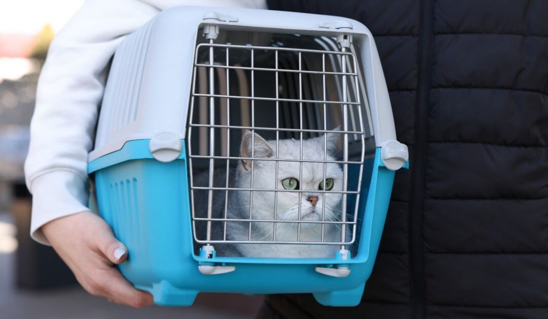 Top Pet Travel & Carriers Trends Shaping Stress-Free Journeys for Pets in 2026