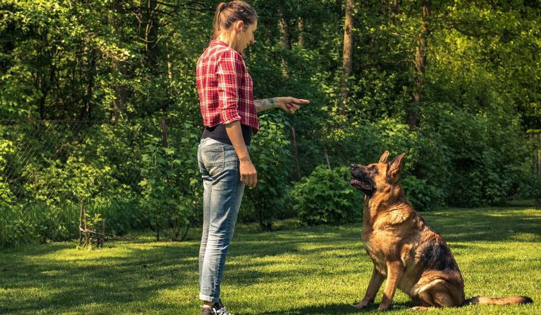 How to Solve Common Pet Training Issues Using Proven Pet Training & Behavior Techniques