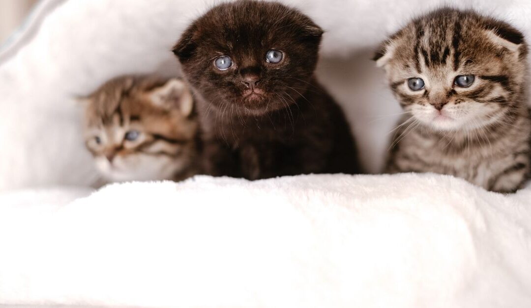 The Ultimate Guide to Choosing the Best Pet Beds & Furniture for Comfort and Health