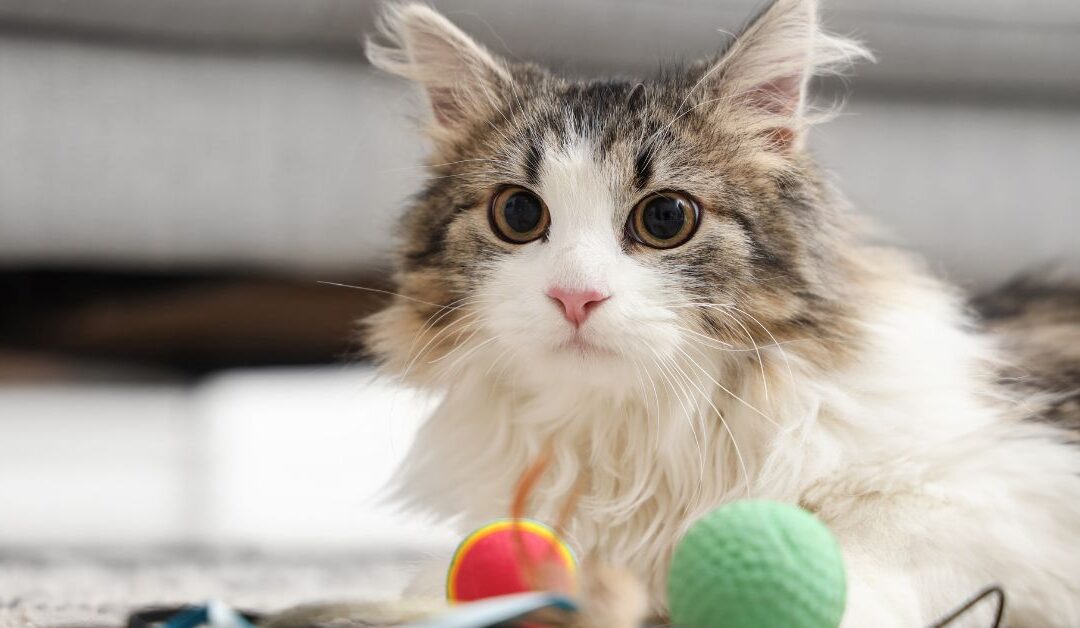 Best Pet Toys in 2026: The Ultimate Guide to Choosing Safe, Engaging, and Durable Toys for Your Pets