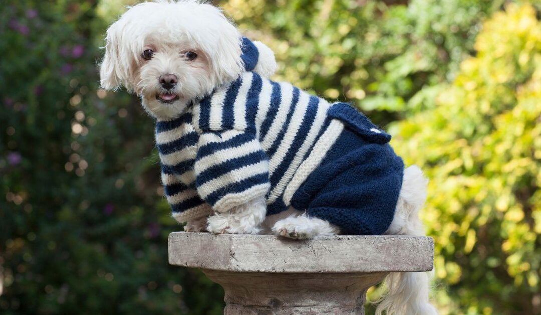 Top Pet Apparel & Accessories Trends Shaping Modern Pet Lifestyle in 2026