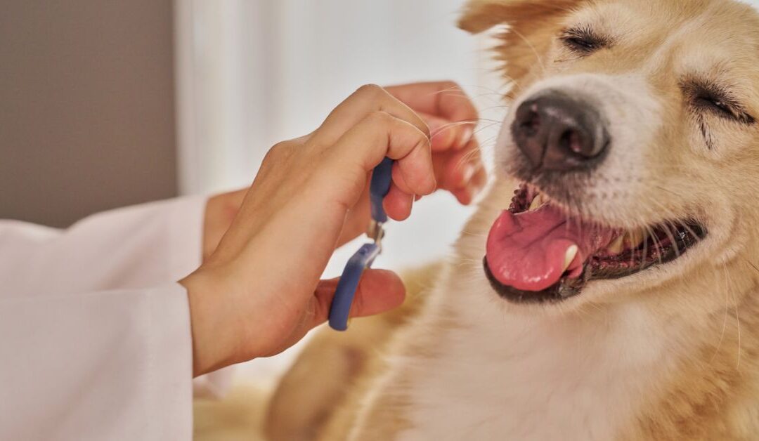 How to Solve Excess Shedding in Pets Using Proper Pet Grooming Techniques