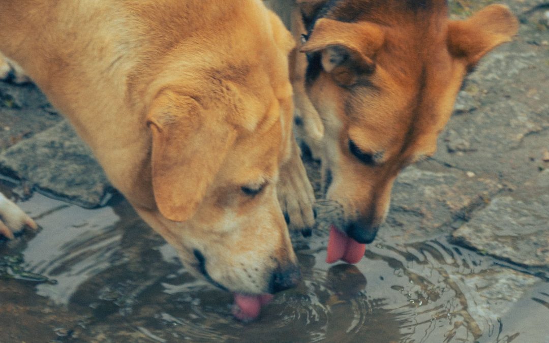 Keeping Your Pet Hydrated Away From Home