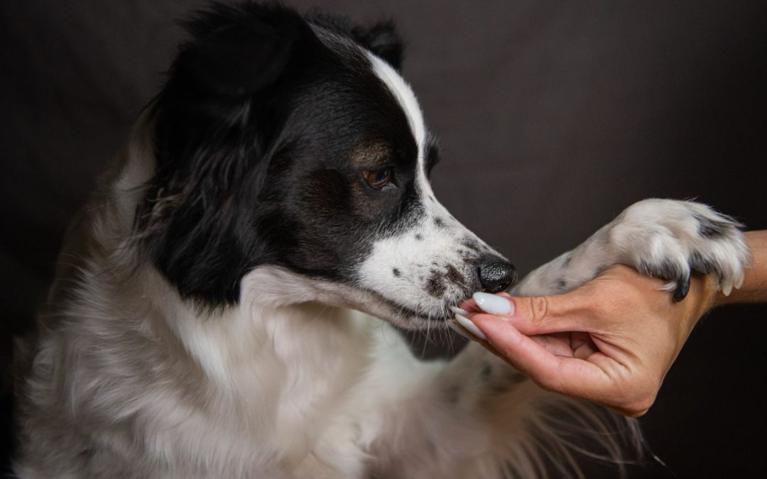 Four Meaningful Crafts to Create With Your Pet